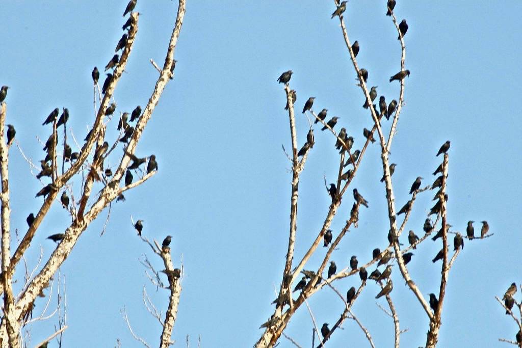 European Starlings by Just chaos is licensed under CC BY 2.0